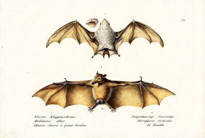 Northern Ghost Bat, 1824 by Karl Joseph Brodtmann